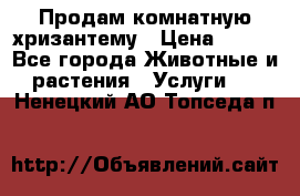 Продам комнатную хризантему › Цена ­ 250 - Все города Животные и растения » Услуги   . Ненецкий АО,Топседа п.